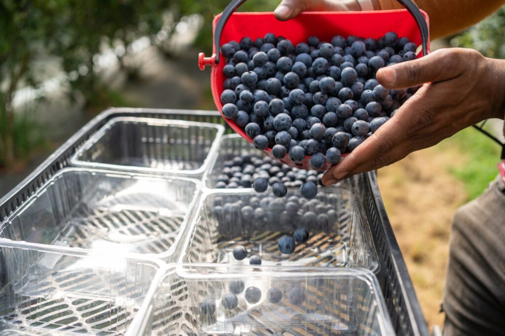 arandanos ecologicos variedad extra tardia asturianos en cajas