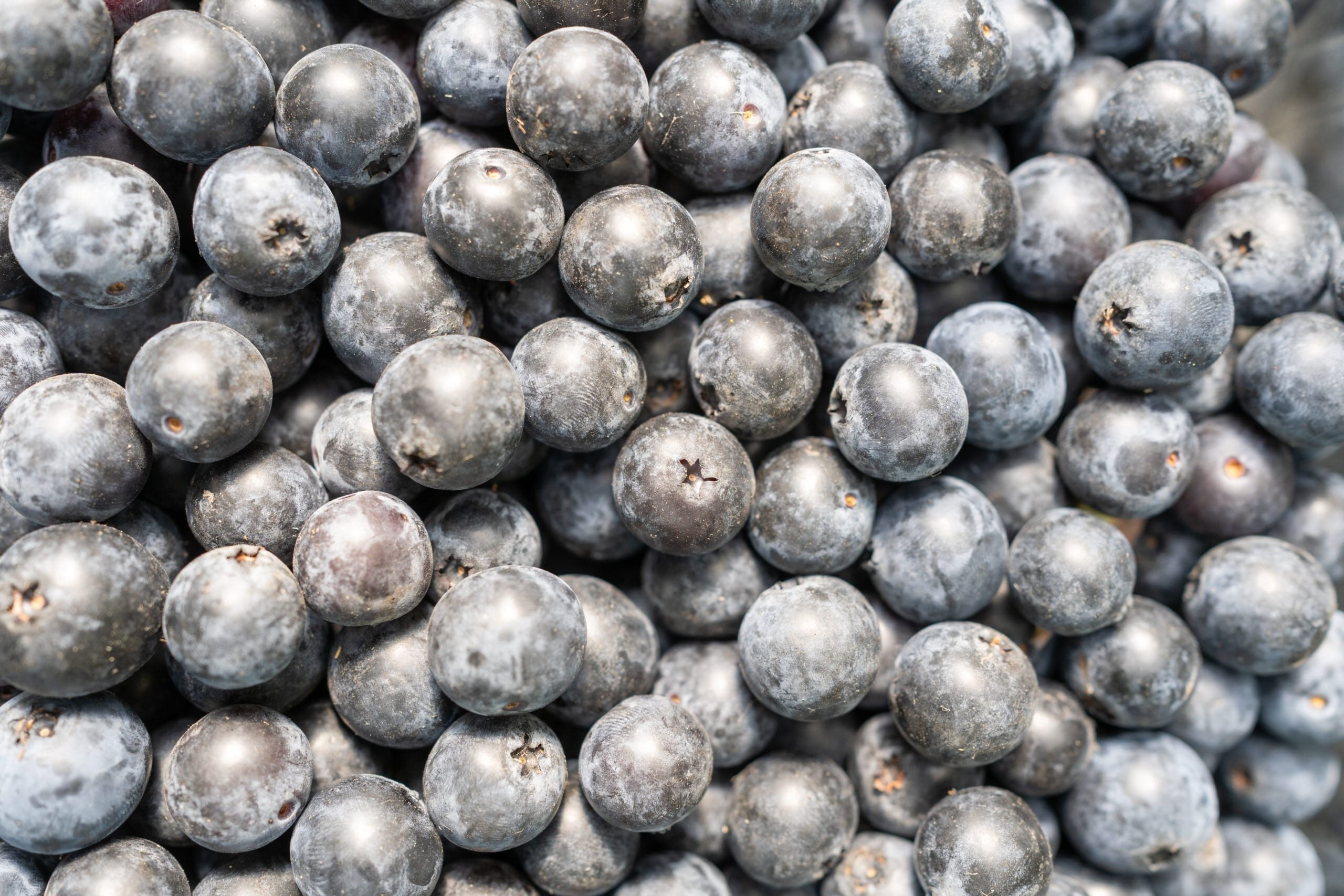 arandanos ecologicos variedad extra tardia asturianos