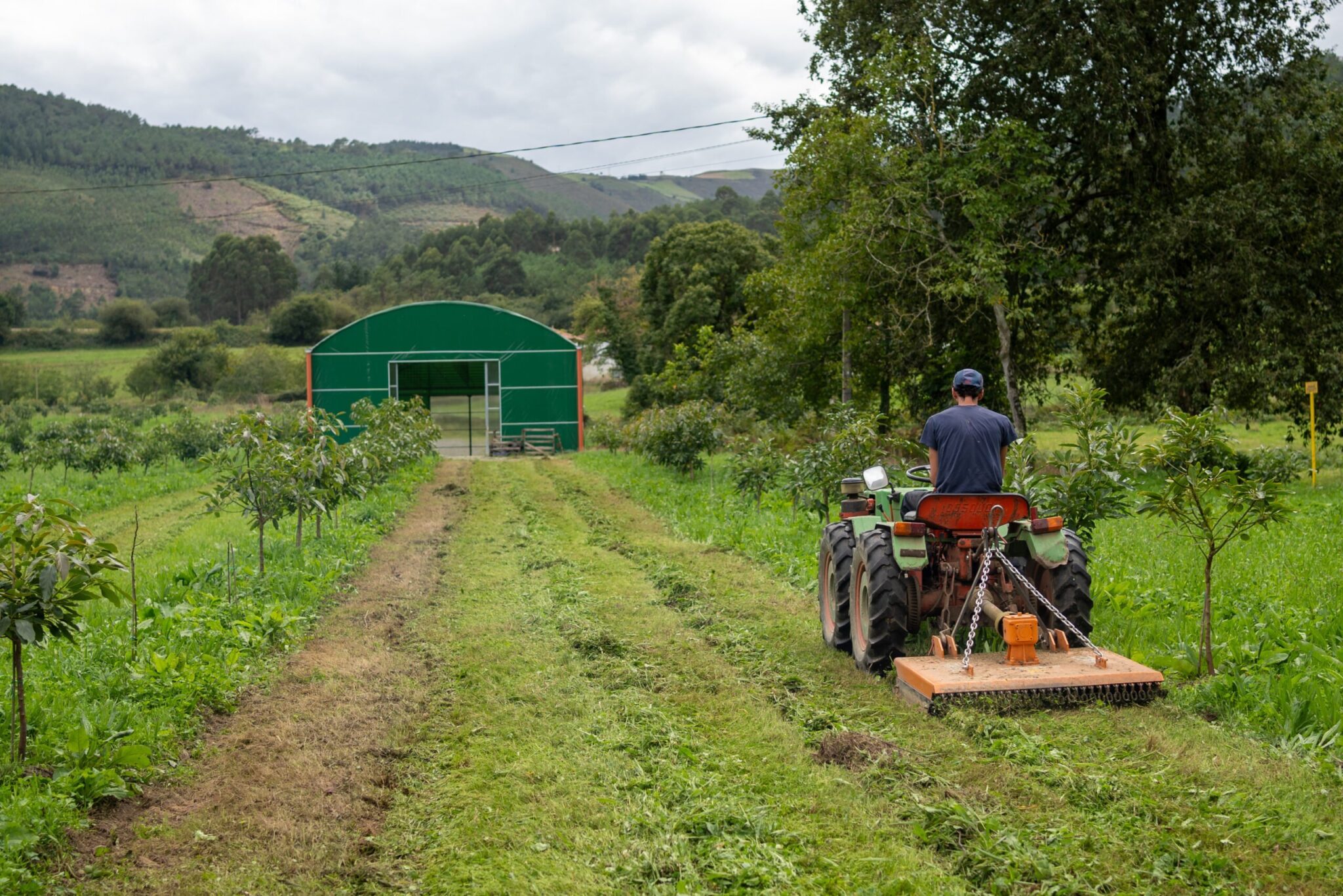plantacion de aguacates asturianos