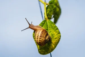 animal caracol en el entorno de finca el ribeiro