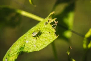 animal en el entorno de finca el ribeiro asturias