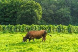 animal vaca en el entorno de finca el ribeiro asturias