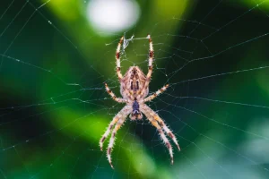 animales en el entorno de finca el ribeiro
