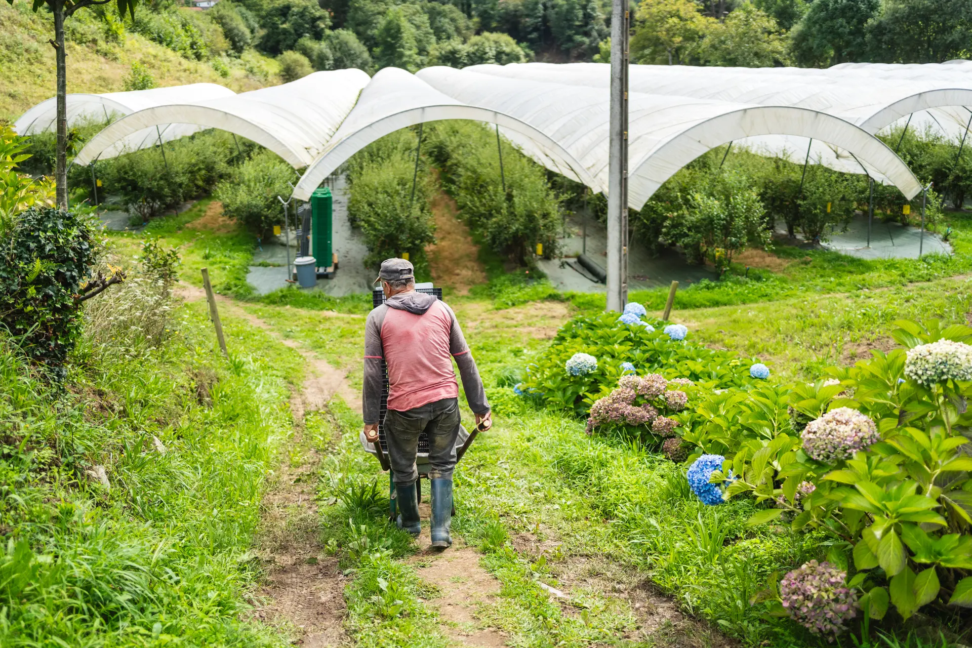 arándanos ecologicos asturianos recodigos por un trabajador