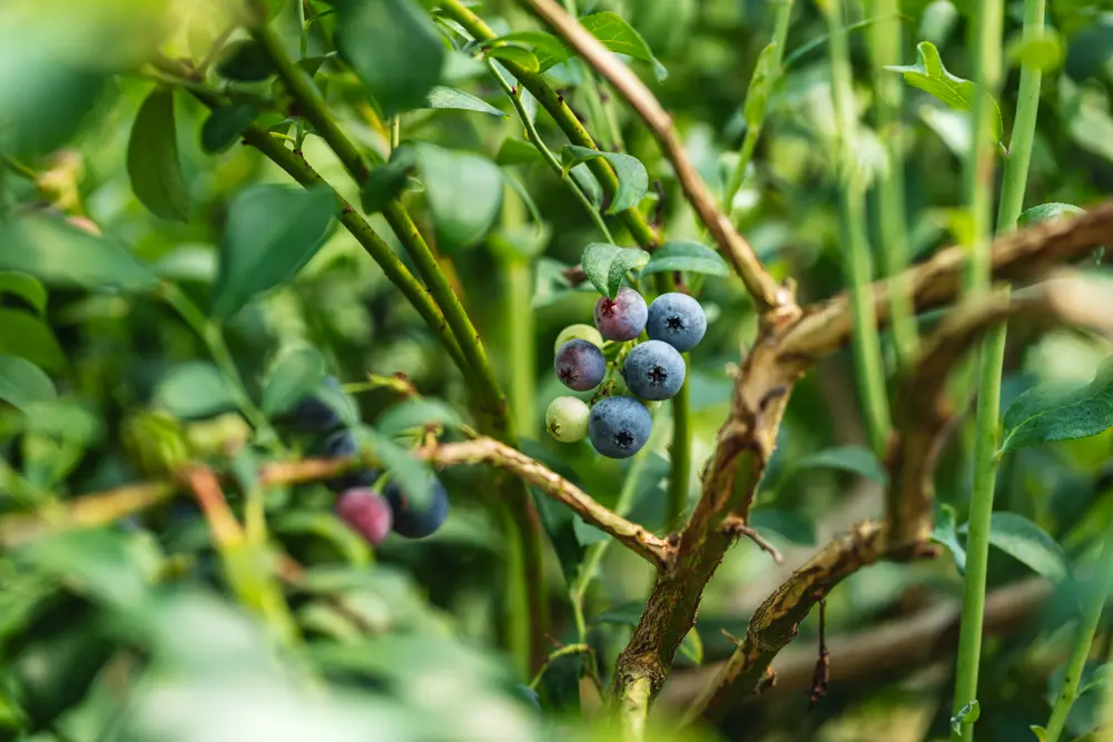 arandanos escologicos producto asturiano