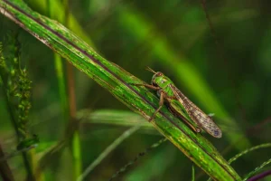 animales en el entorno de finca el ribeiro