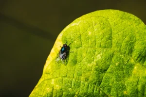 animal en el entorno de finca el ribeiro asturias