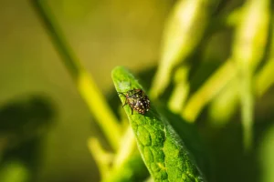 animal en el entorno de finca el ribeiro asturias