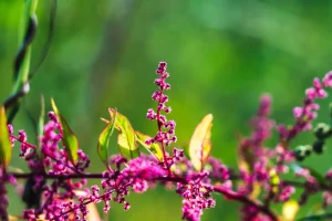 flor silvestre con sus pétalos delicados y colores vivos asturias