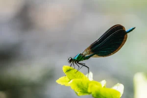 animal libelula azul en el entorno de finca el ribeiro