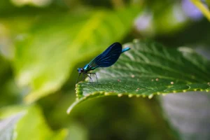 animal libelula azul en el entorno de finca el ribeiro
