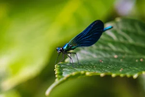 animal libelula azul en el entorno de finca el ribeiro