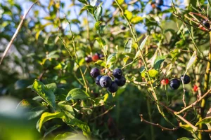 arandanos ecologicos variedad extra tardia asturianos