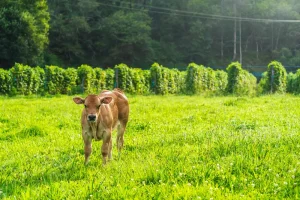 animal vaca en el entorno de finca el ribeiro asturias