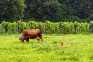 animal vaca en el entorno de finca el ribeiro asturias