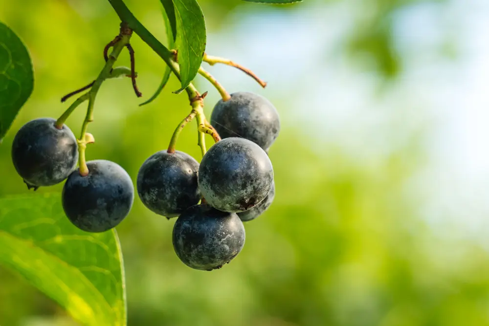 arandanos ecologicos variedad extra tardia asturianos