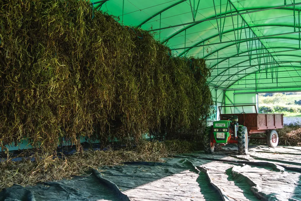 faba fabes asturiana secando recien recogida