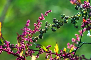 flor silvestre con sus pétalos delicados y colores vivos asturias