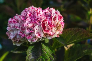 flores hortensias naturales asturianas