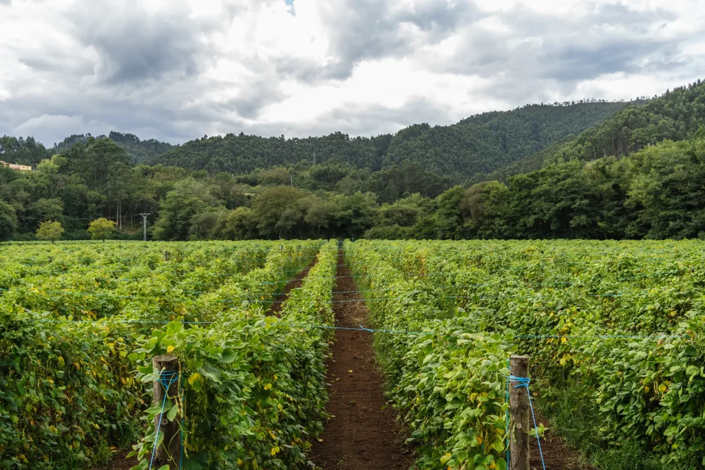 Hermosa plantación de fabas asturianas en plena floración