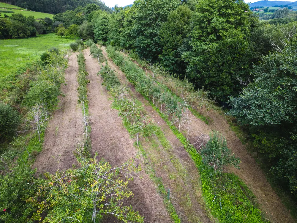 Hermosa plantación de manzanos en plena floración