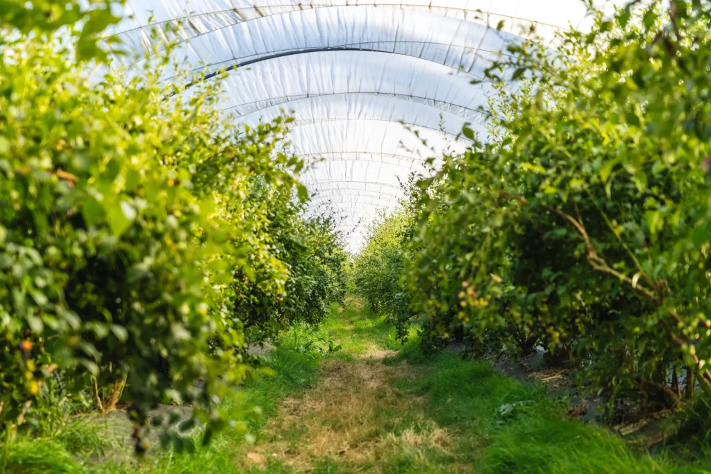Hermoso campo de arándanos en plena floración