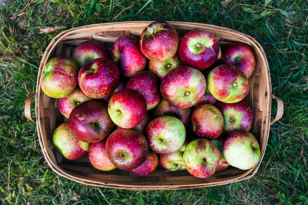 Manzana dayton fresca producto asturiano natural