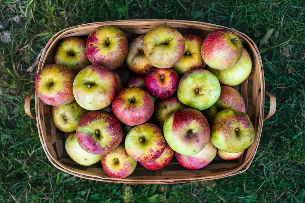 Manzana florina fresca producto asturiano natural