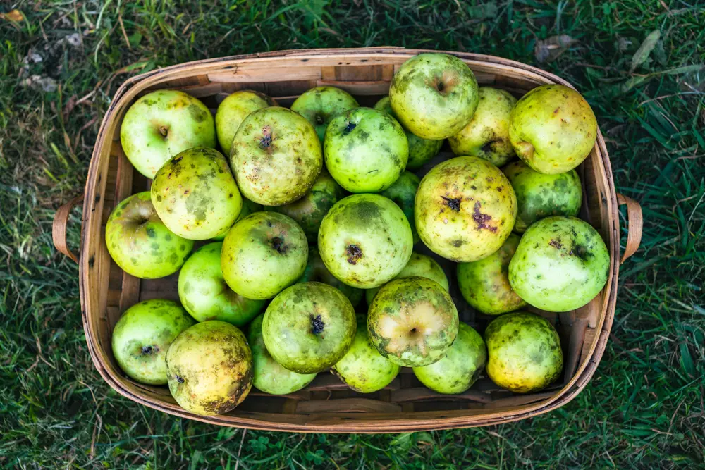 Manzana goldrush fresca producto asturiano natural