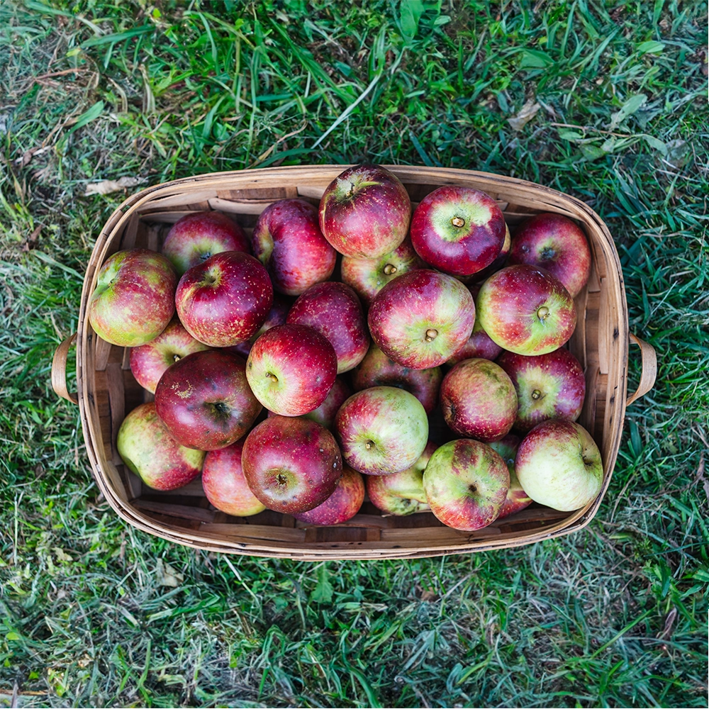 manzana liberty recogida de los manzanos asturias