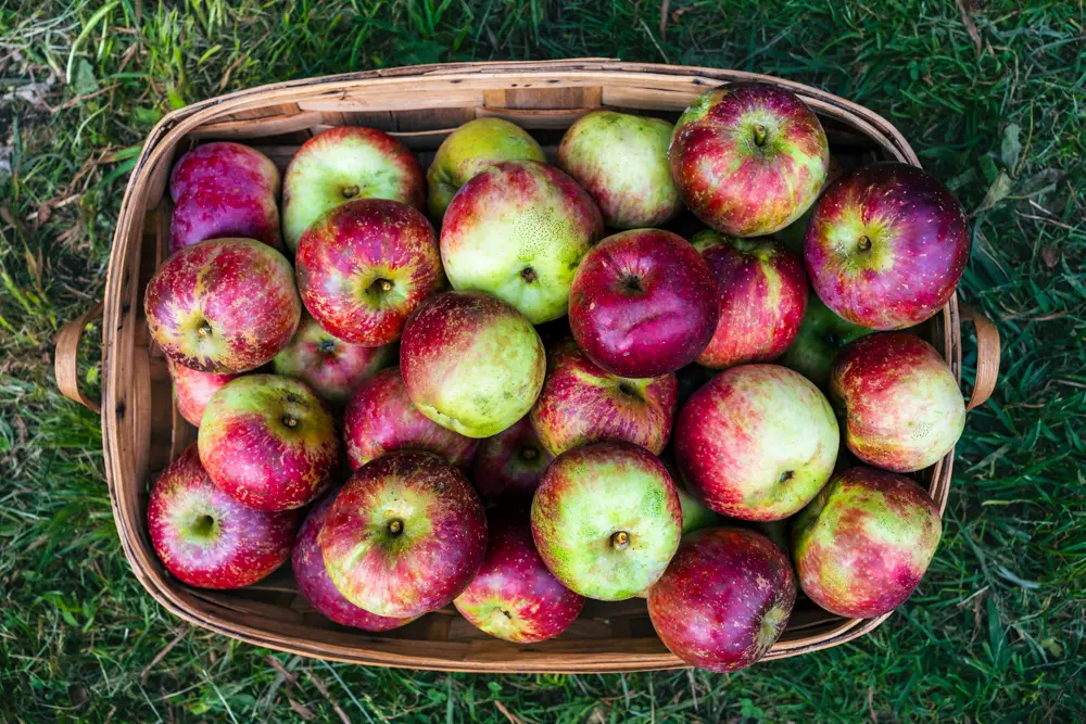 Manzana priscilla fresca producto asturiano natural