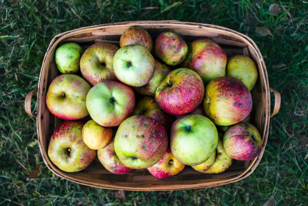 Manzanas reineta frescas y crujientes