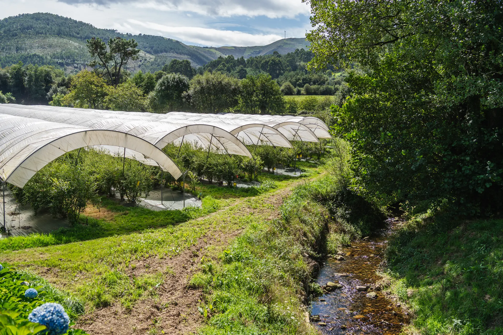 Plantación de arándanos ecologicos asturianos