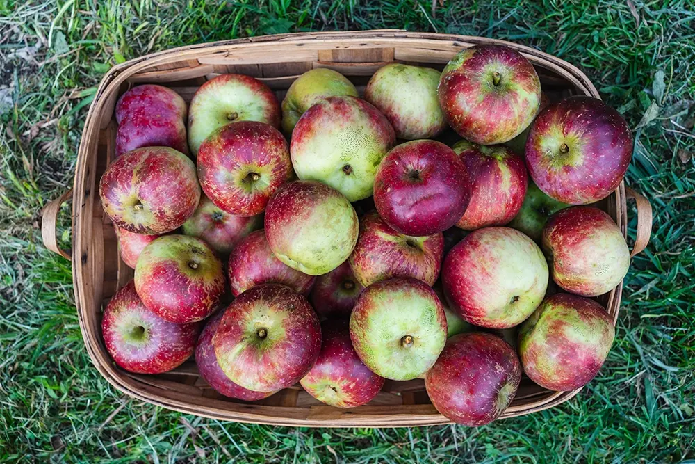manzana priscilla recogida de los manzanos de la finca