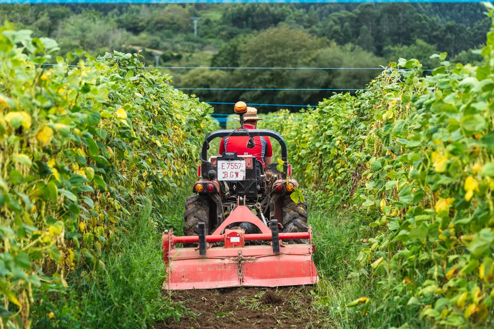 Tractor equipado limpiando plantacion de faba de la finca asturias