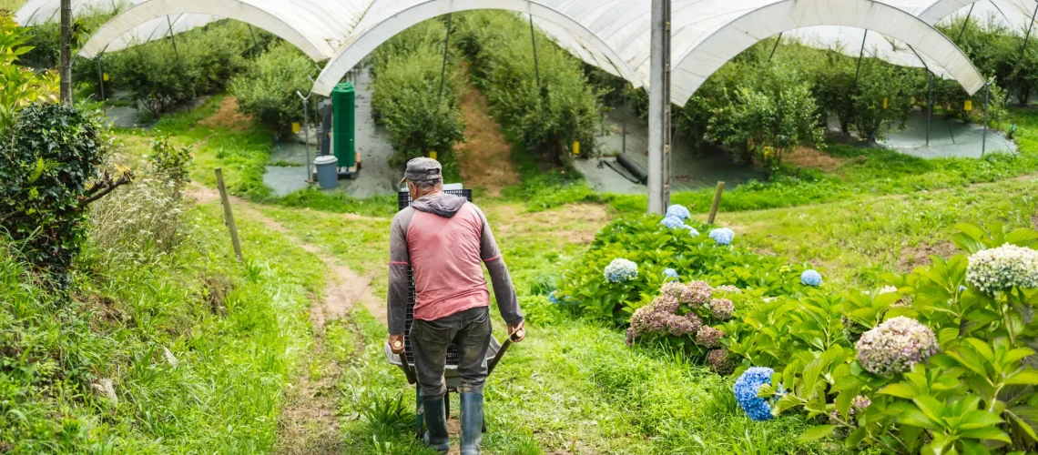 arándanos ecologicos asturianos recodigos por un trabajador
