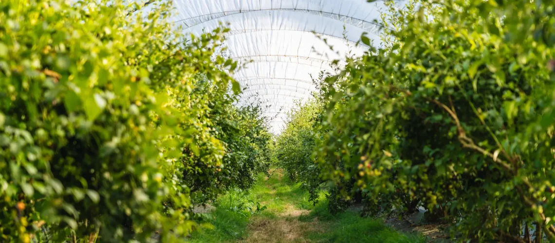 Plantación de arándanos ecologicos asturianos