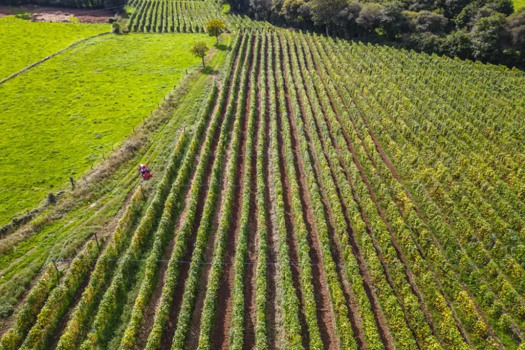 foto dron de platacion de fabas fabes asturianas verdes paraiso natural foto dron de platacion de fabas fabes asturianas verdes paraiso natural