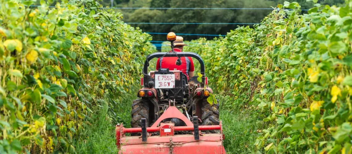 Tractor equipado limpiando plantacion de faba de la finca asturias